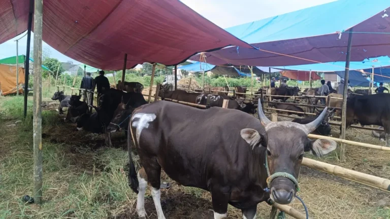 sapi qurban 2026