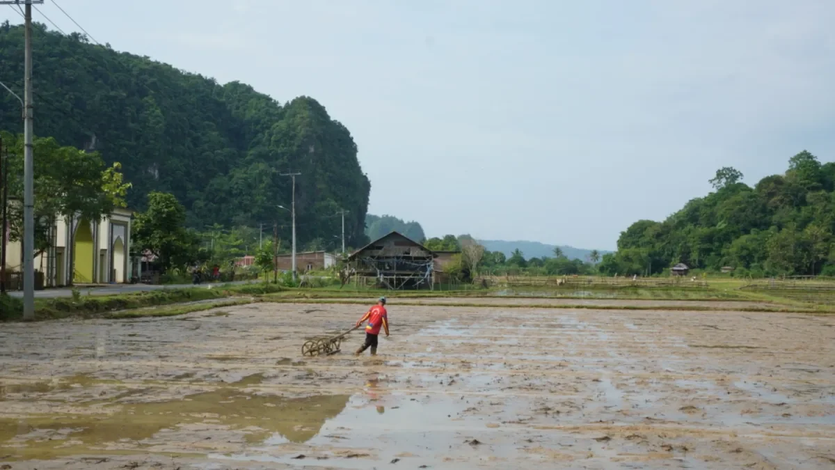 musim tanam padi petani